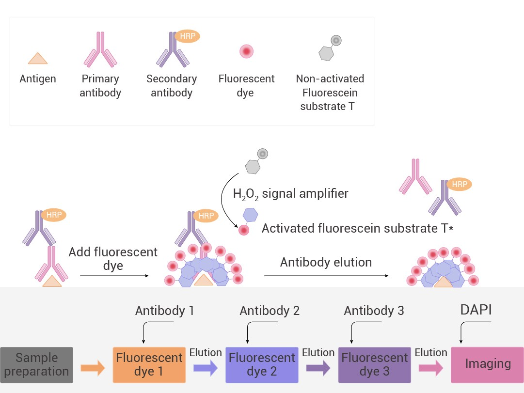 mIHC (multiplex immunohistochemistry )