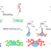 mIHC (multiplex immunohistochemistry )