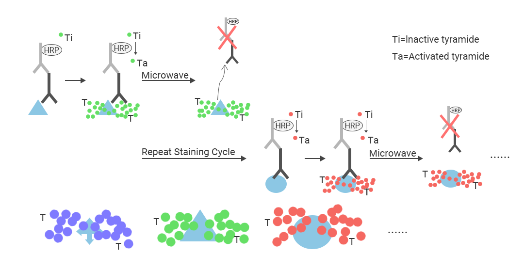 mIHC (multiplex immunohistochemistry )