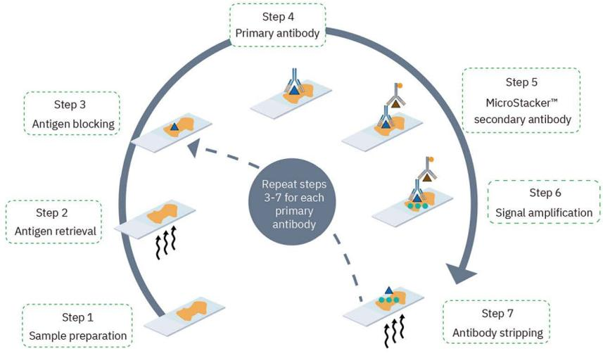 mIHC (multiplex immunohistochemistry )