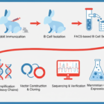 Recombinant Rabbit Monoclonal Antibodies