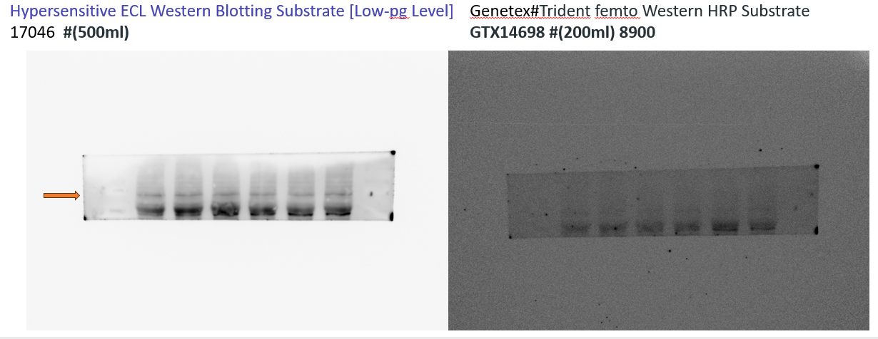 Hypersensitive ECL